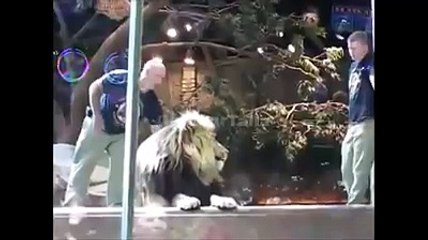 Big pet lion suddenly became furious on his Master