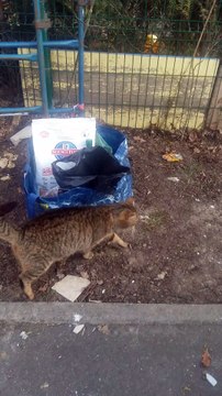 Reste 5 minous dans la rue après destruction des abris des 9 chats