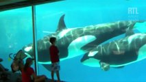 VIDÉO - Les orques en captivité vont disparaître chez Seaworld