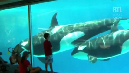 VIDÉO - Les orques en captivité vont disparaître chez Seaworld
