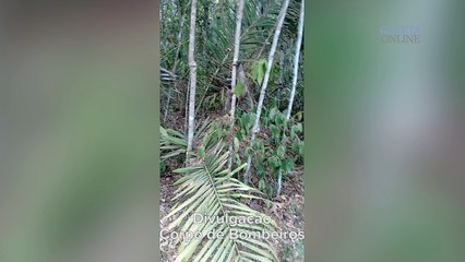 Reserva atingida por incêndio