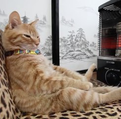 Please do not disturb the cat