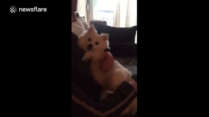 Happy dog making strange, goose-like sounds