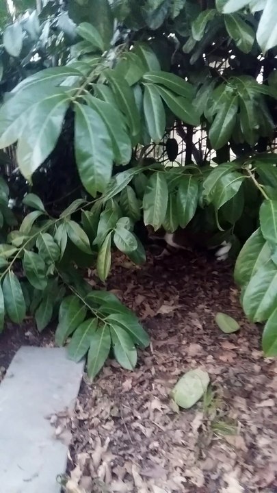 Vanille et la fifille qui cherchaient après que j'ai retiré les 3 petites niches