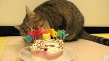 Cats Eating Birthday Cake for Pet ペット用ケーキを食べる猫