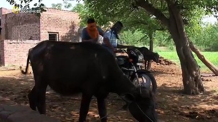 Doku - Schwarzmarkt im Visier ( Folge 1 Organhandel )