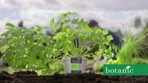 Nouveau Monde DDB pour Botanic - « Vivre un printemps sans pesticide et sans pareil » - mars 2016