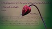 The Most Emotional & Soft Quran Recitation - Heart Soothing Surah Maryam By Hazzaa Al Belushi