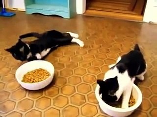 Drunk Cat Compilation