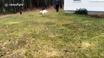 Dog plays outside for the first time in 11 weeks after recovering from nasty injury