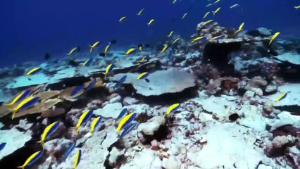 島嶼好風光 第3集 To the Ends of the Earth The Chagos Archipelago and Pitcairn