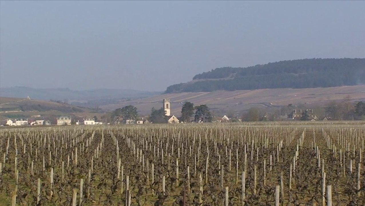Fanny Sabre dans ses vignes à Pommard