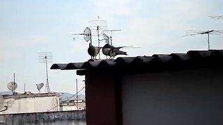 Casal de Pombinhos namorando e dando uma bimbada bem rapidinha - pair of pigeons