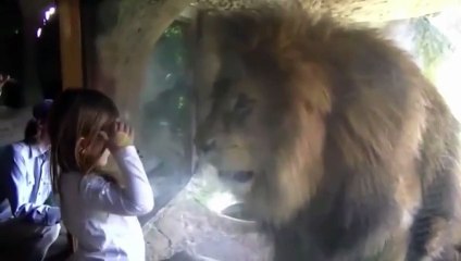 Watch-Little-girl-blows-lion-a-kiss-at-the-zoo