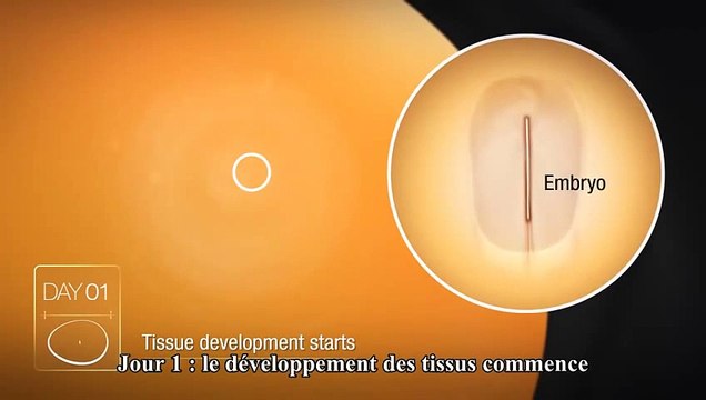 Un embryon de poule se développe à l'intérieur de son oeuf