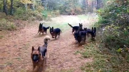 -Perfect recall- with my pack of German Shepherds