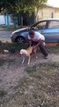 Dog supper jump-Amazing Video Lolzz-Top Funny Videos-Top Prank Videos-Top Vines Videos-Viral Video-Funny Fails