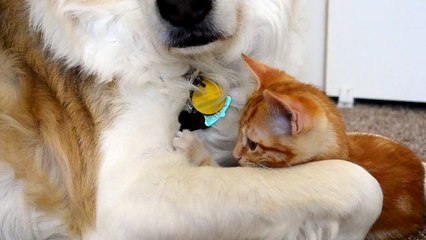 video 36  Cute ADORABLE kitten tries to steal dog s tongue (as seen on Ellen!!)