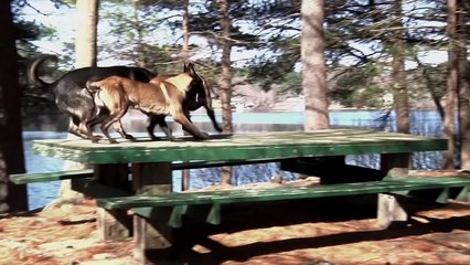 Protection Dogs Plus- Three Dogs Doing Tricks in Sync!