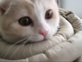 ベッドを占領する子猫 Kitten that occupies bed