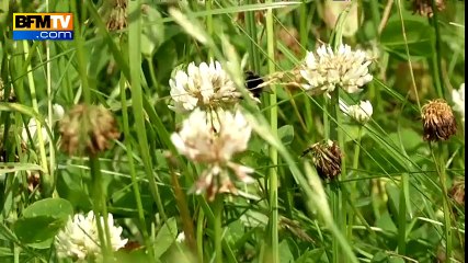 Pesticides tueurs d’abeilles : le trouble jeu de Le Foll