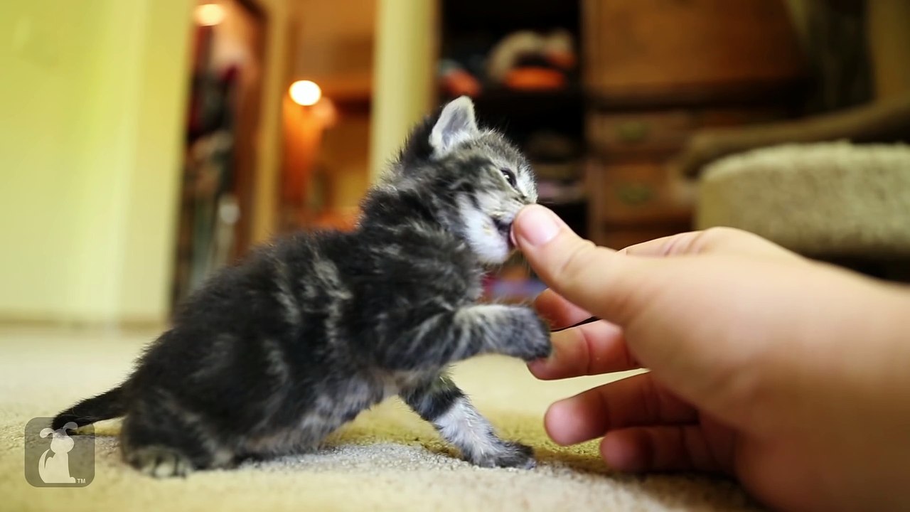 The ABSOLUTE CUTEST KITTY licks your thumb! - Kitten Love