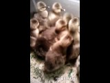The Kitten & The Ducklings   Нападение Хищника