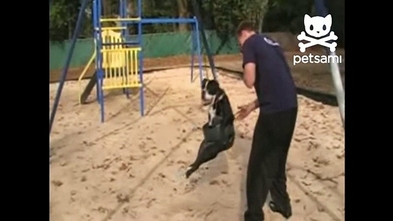 Adorable dog loves to swing
