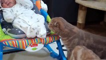 İlk kez bebek gören kediler