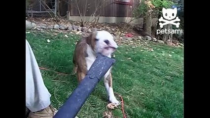 Bulldog's lips flap from leaf blower