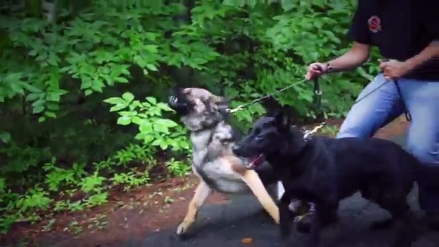 Personal Protection Dogs Working as One (German Shepherds + Belgian Malinois)