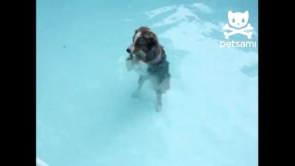Dog loves synchronized swimming