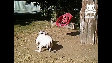 Dog runs up tree to catch toy