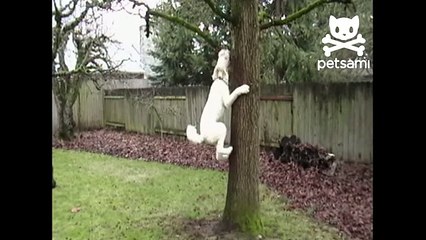 Dog runs up tree to pull down branch