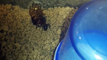 Camponotus ligniperdus 11.03.2016