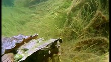 Amazonia documentary3745