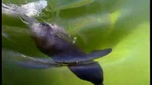 Amazonia documentary3937
