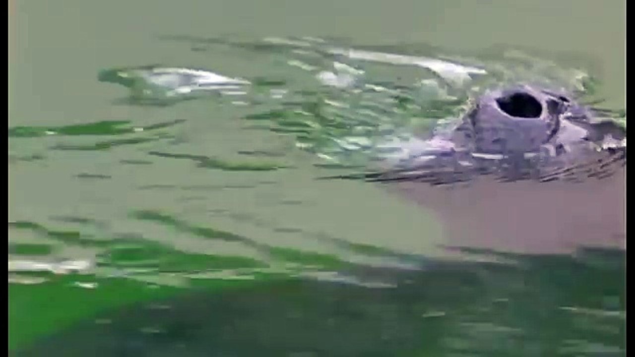 Amazonia documentary4129