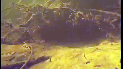 Amazonia documentary769