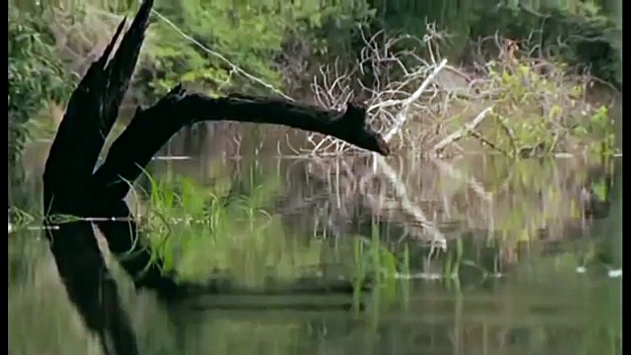 Amazonia documentary865