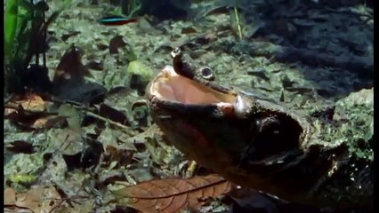 Amazonia documentary1153