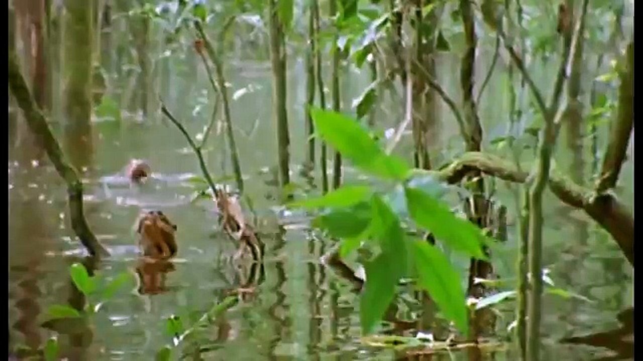 Amazonia documentary1633