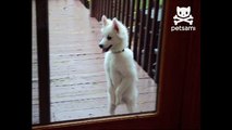 Dog stands on hind legs and begs to be let in