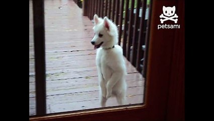 Dog stands on hind legs and begs to be let in