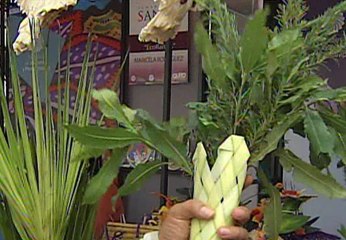 Planta ornamentales o medicinales para Domingo de ramos