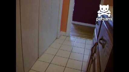 Puppy is afraid of plungers