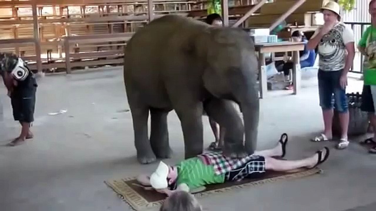 Funny Animals Compilation