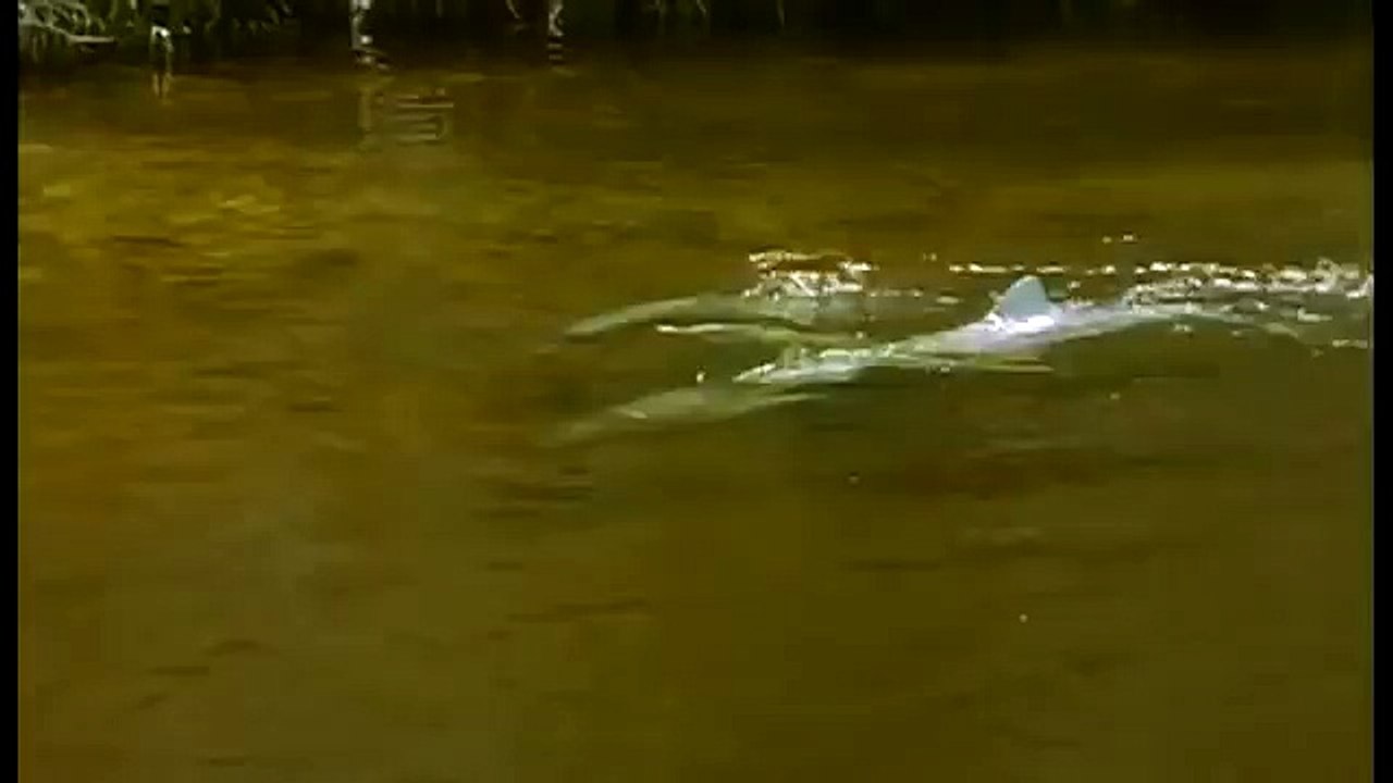 Amazonia documentary5569