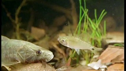 Amazonia documentary6145