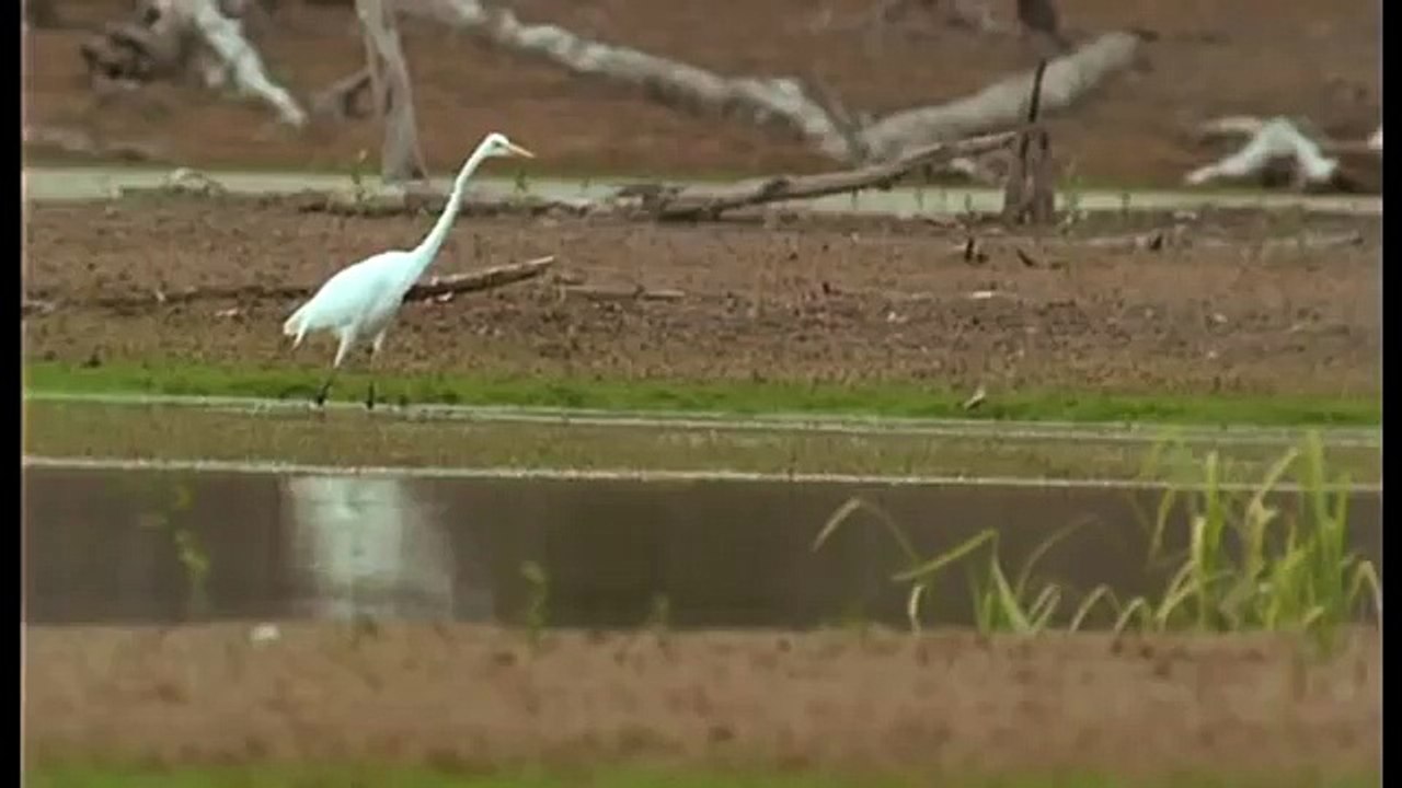 Amazonia documentary6529